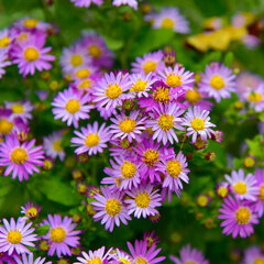 4639_aster_ezo_murazaki_02
