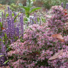5251670_aster_horizontalis_01