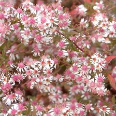 5251670_aster_horizontalis_02
