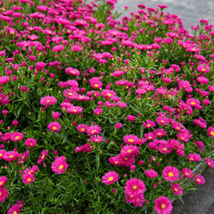 5250851_aster_jenny_01