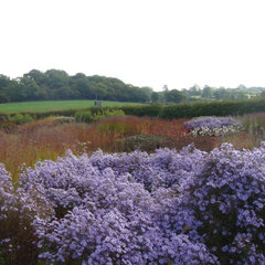 2231403_aster_little_carlow_01