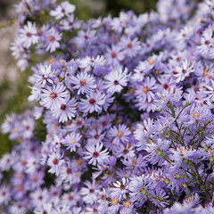 2231403_aster_little_carlow_03