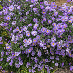 3251867_aster_marie_ballard_01