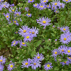 3251401_aster_monch_01