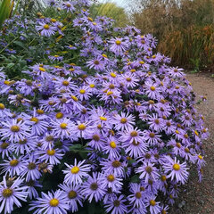 3251401_aster_monch_03