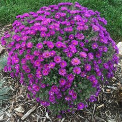 7241402_aster_purple_dome_02