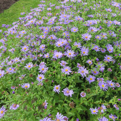 3251424_aster_rudolf_goethe_01