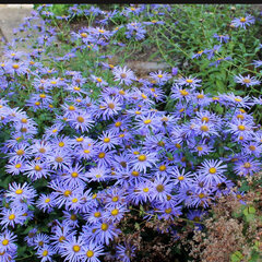 3251424_aster_rudolf_goethe_02