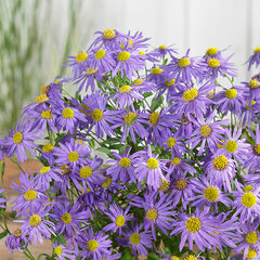 3251424_aster_rudolf_goethe_03