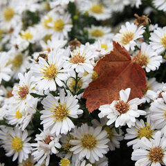 7250994_aster_schneekissen_03