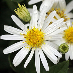 2919_aster_starshine_01