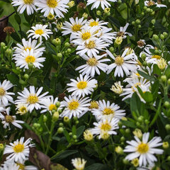 2919_aster_starshine_02