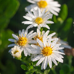 2919_aster_starshine_04