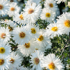 5250273_aster_white_ladies_01