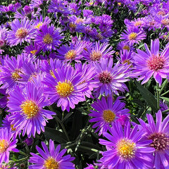 6244341_aster_wood_s_purple_01