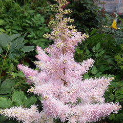 3232452_astilbe_ice_cream_01