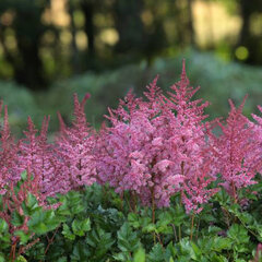 3254476_astilbe_razzle_dazzle_02