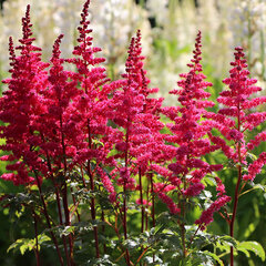 3253214_astilbe_younique_carmine_01
