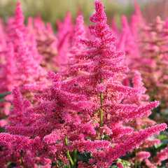 3253214_astilbe_younique_carmine_03