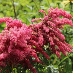 9244484_astilbe_younique_cerise_01