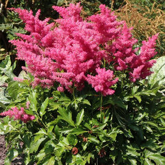 9244484_astilbe_younique_cerise_02