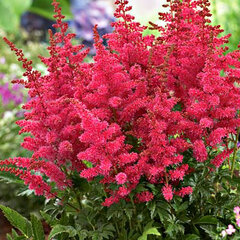 3251433_astilbe_younique_ruby_red_02
