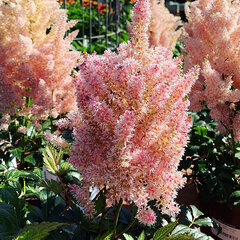 9253215_astilbe_younique_salmon_01