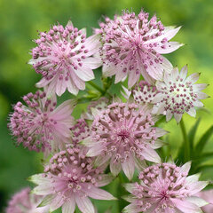 7252882_astrantia_buckland_03