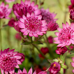 6253592_astrantia_cerise_button_01
