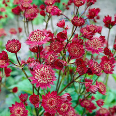 6252862_astrantia_claret_01