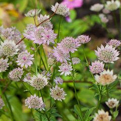 5240894_astrantia_florence_01