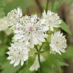 7251066_astrantia_major_03