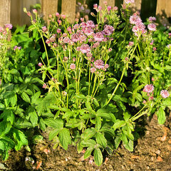 8254753_astrantia_pink_button_01