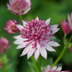 4250867_astrantia_roma_06