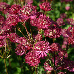 3242194_astrantia_ruby_wedding_02