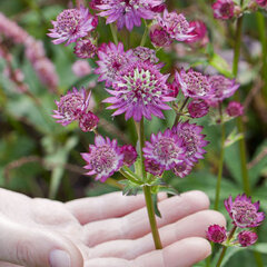 6231175_astrantia_star_of_beauty_01