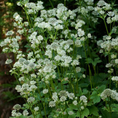 6212883_astrantia_star_of_billion_01