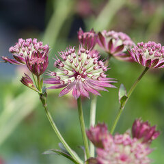 8241651_astrantia_star_of_love_01