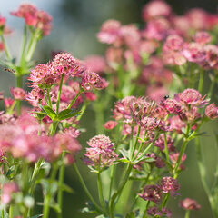 6231003_astrantia_venice_01