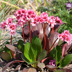 5242794_bergenia_baby_doll_02