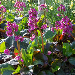 5244336_bergenia_bressingham_ruby_01