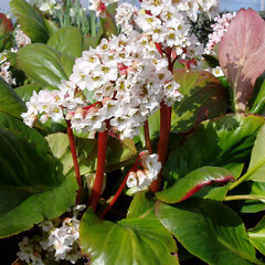 8240347_bergenia_bressingham_white_01