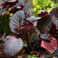 9202214_bergenia_claire_maxine_01