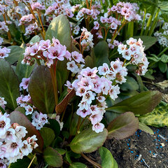 8220827_bergenia_dragonfly_angel_kiss_01