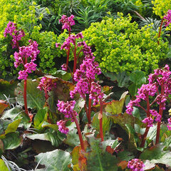 2242233_bergenia_eroica_01