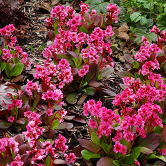 7220956_bergenia_flirt_01