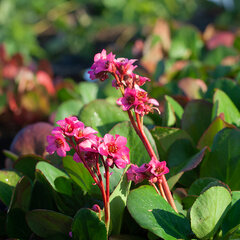 8223647_bergenia_miss_piggy_01