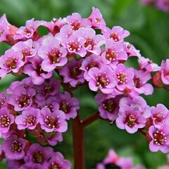 5210074_bergenia_rotblum_01