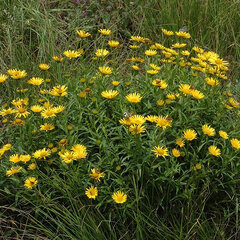 2243773_buphthalmum_salicifolium_01