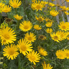 2243773_buphthalmum_salicifolium_02